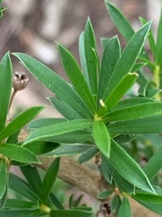 Kunzea leptospermoides