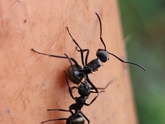 Polyrhachis dives