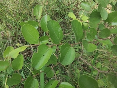 Ziziphus nummularia