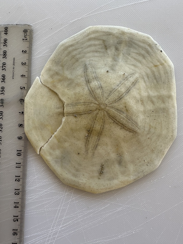 Pink Sand Dollar