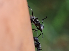 Polyrhachis dives