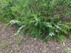 Kunzea leptospermoides