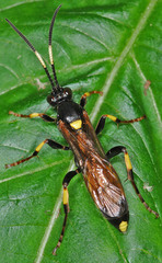 Ichneumon stramentor