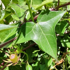 Senecio macroglossus