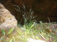 Stenanthium diffusum