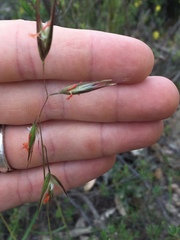 Rytidosperma clelandii