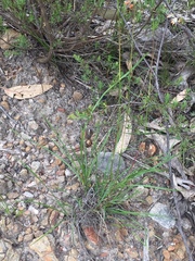 Rytidosperma clelandii