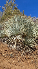 Hesperoyucca whipplei