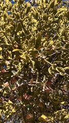 Phoradendron villosum