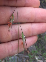 Rytidosperma clelandii