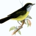 Gray-throated Warbler - Photo John Jennens, no known copyright restrictions (public domain)