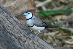 Stizoptera bichenovii
