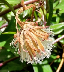 Senecio macroglossus