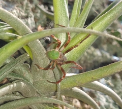 Araneus lathyrinus