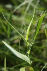 Dichanthelium latifolium