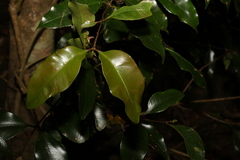 Syzygium crebrinerve