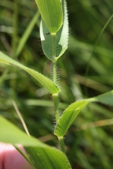 Dichanthelium latifolium