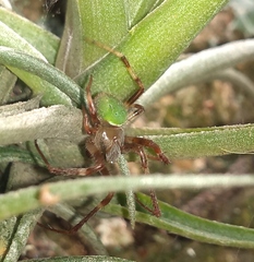 Araneus lathyrinus