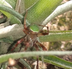 Araneus lathyrinus
