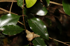 Syzygium crebrinerve