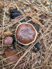 Suillus brevipes