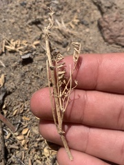 Astragalus curvicarpus