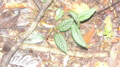 Goeppertia elliptica