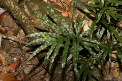 Pteris umbrosa