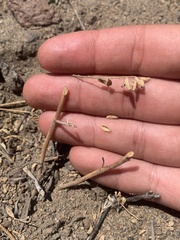 Astragalus curvicarpus