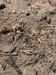 Astragalus curvicarpus