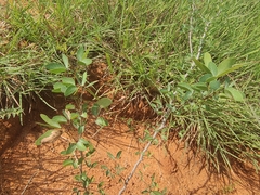 Pithecellobium dulce