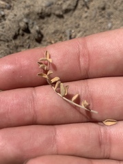 Astragalus curvicarpus