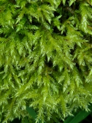 Brachythecium rutabulum