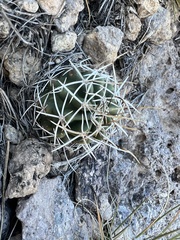 Cactoideae