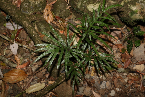 Image of Pteris umbrosa by (c) Greg Tasney, some rights reserved (CC BY-SA)