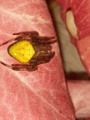 Eriophora edax