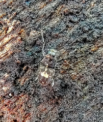 Litocerus