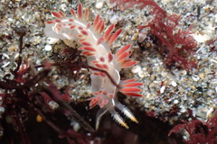 Coryphella trilineata