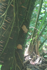 Auriculariaceae