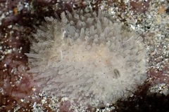 Acanthodoris rhodoceras