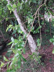 Malpighia emarginata