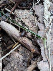 Eunemobius carolinus