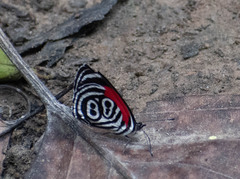 Diaethria