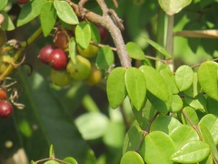 Synaptolepis oliveriana
