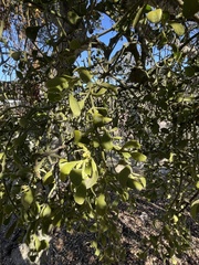 Phoradendron villosum