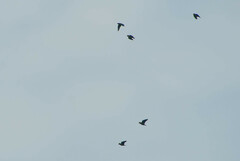 Brotogeris cyanoptera