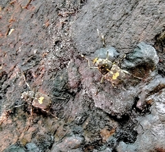 Litocerus
