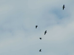 Brotogeris cyanoptera