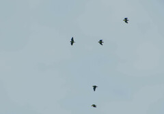 Brotogeris cyanoptera