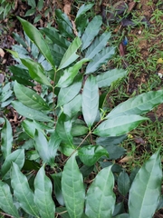 Strophanthus divaricatus